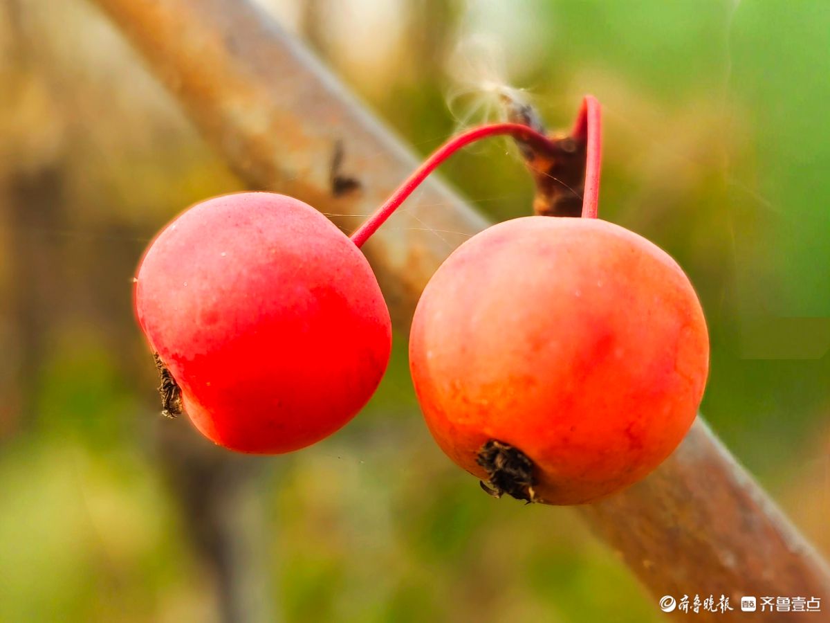 迎大雪季，红彤彤的海棠果让人顿感暖意