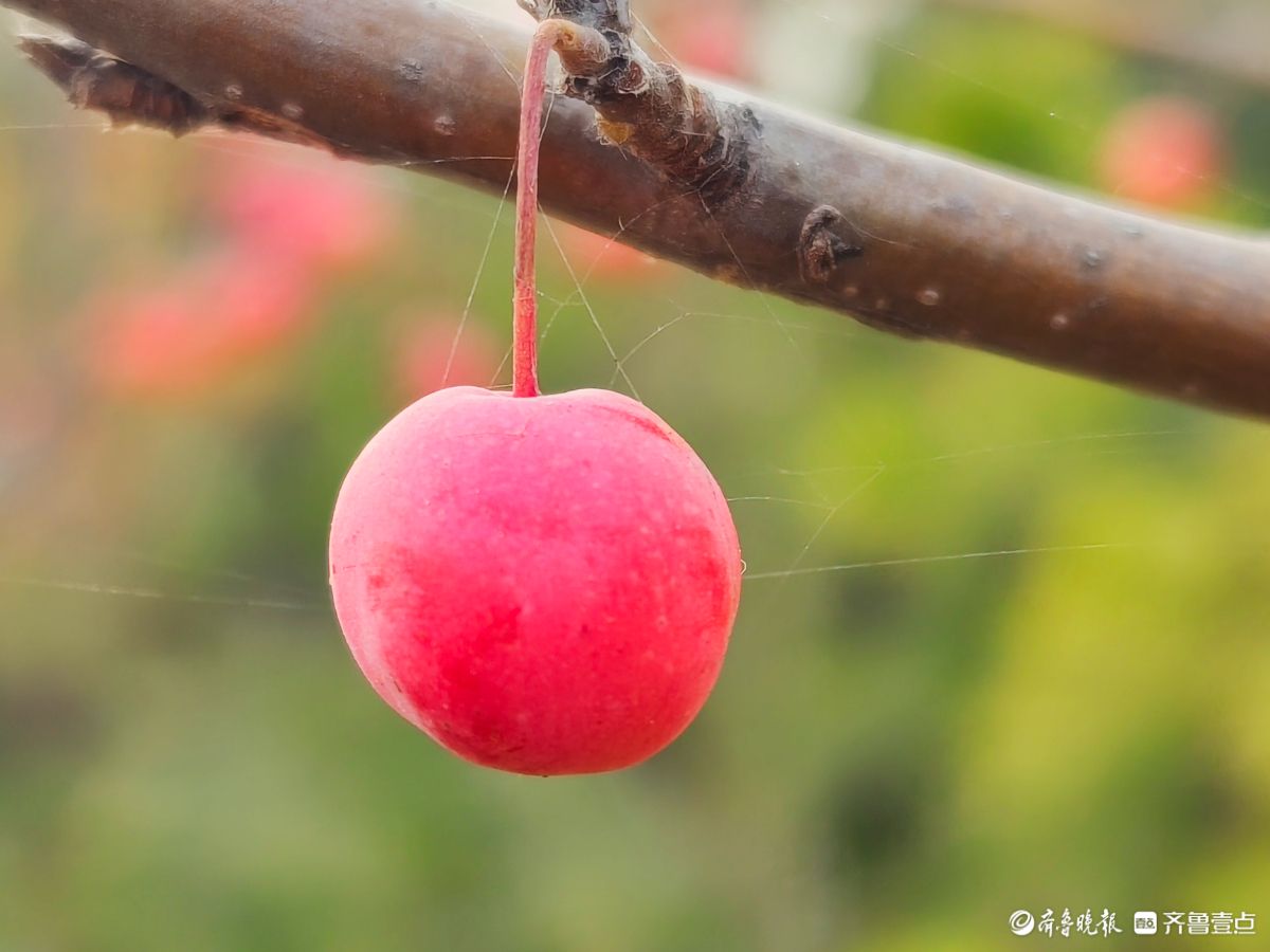 迎大雪季，红彤彤的海棠果让人顿感暖意