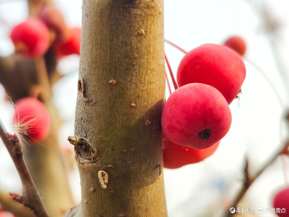 迎大雪季，红彤彤的海棠果让人顿感暖意