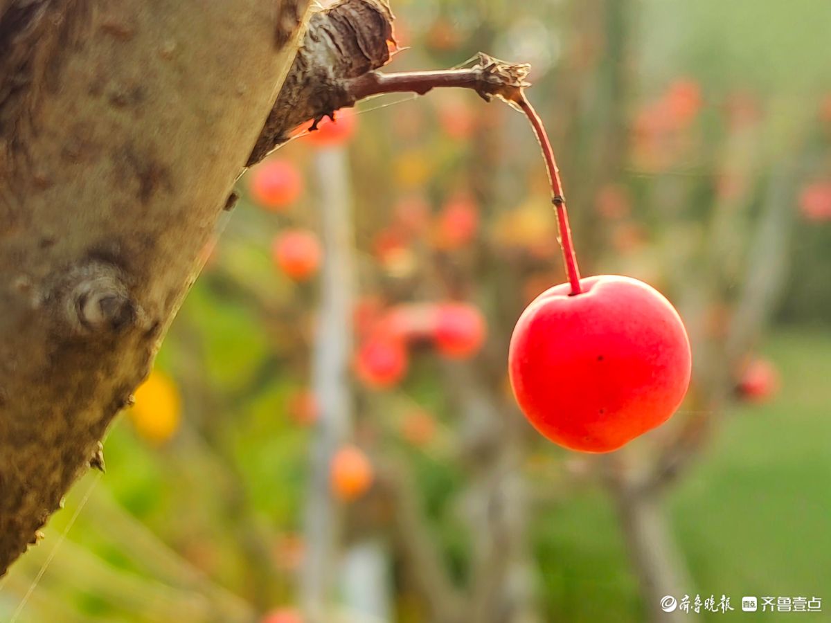 迎大雪季，红彤彤的海棠果让人顿感暖意