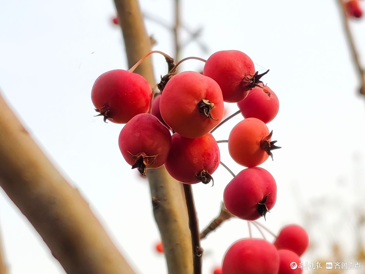 迎大雪季，红彤彤的海棠果让人顿感暖意