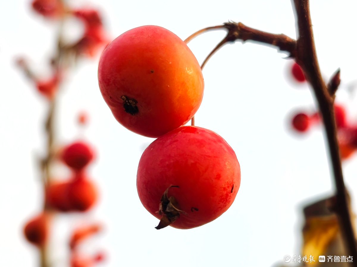 迎大雪季，红彤彤的海棠果让人顿感暖意