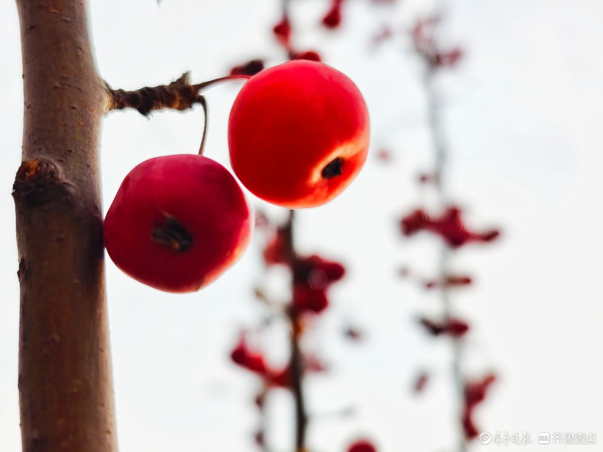 迎大雪季，红彤彤的海棠果让人顿感暖意