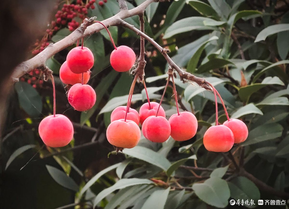 迎大雪季，红彤彤的海棠果让人顿感暖意