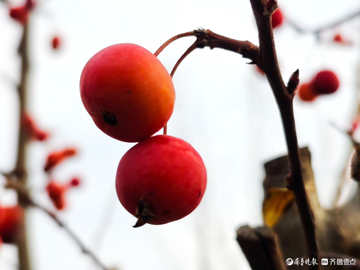 迎大雪季，红彤彤的海棠果让人顿感暖意