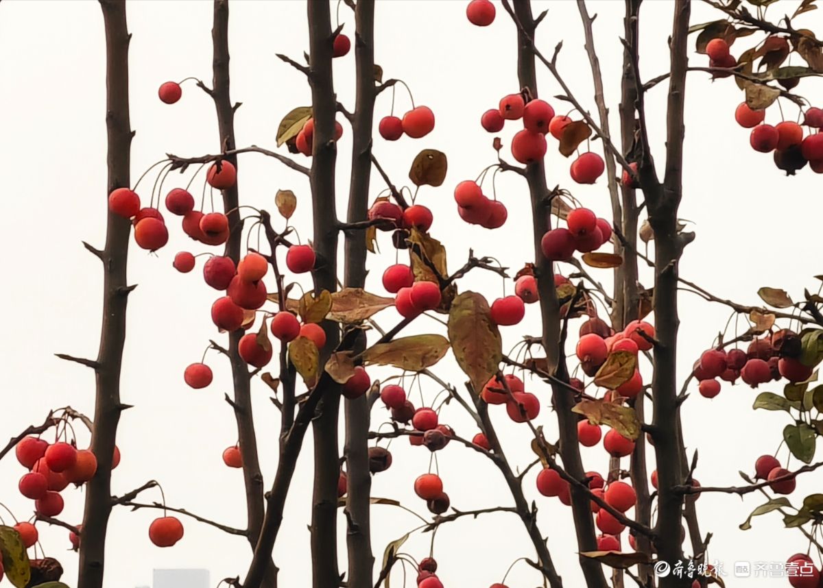 迎大雪季，红彤彤的海棠果让人顿感暖意