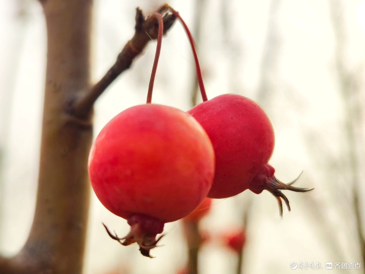 迎大雪季，红彤彤的海棠果让人顿感暖意
