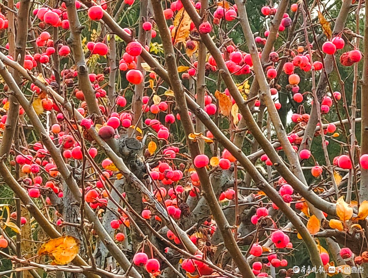 迎大雪季，红彤彤的海棠果让人顿感暖意
