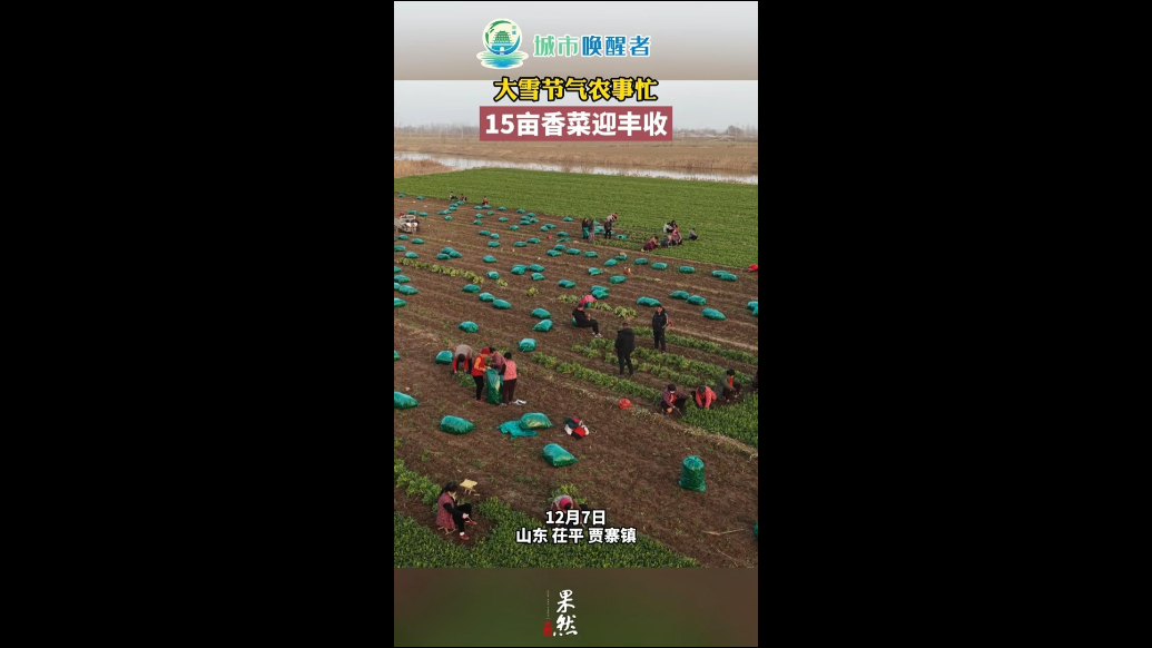 城市唤醒者｜大雪时节，茌平香菜田里采收忙