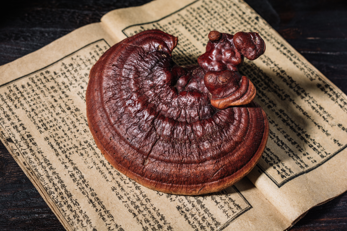 从千年仙草到冬日暖方，以现代科技解锁内在滋养智慧