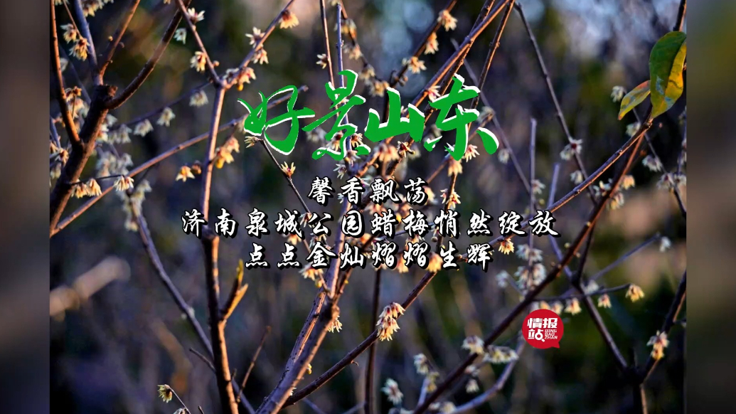 果然视频·好景山东|济南泉城公园蜡梅绽放，点点金灿熠熠生辉