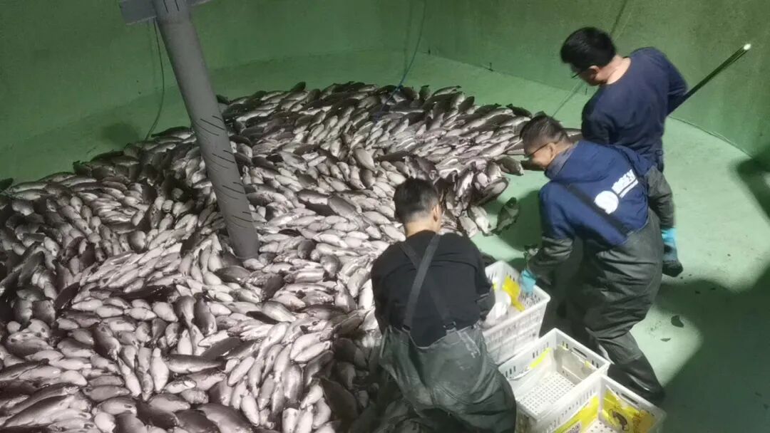 商达公用微山湖超级渔仓稳定量产 高品质虹鳟获市场高度认可