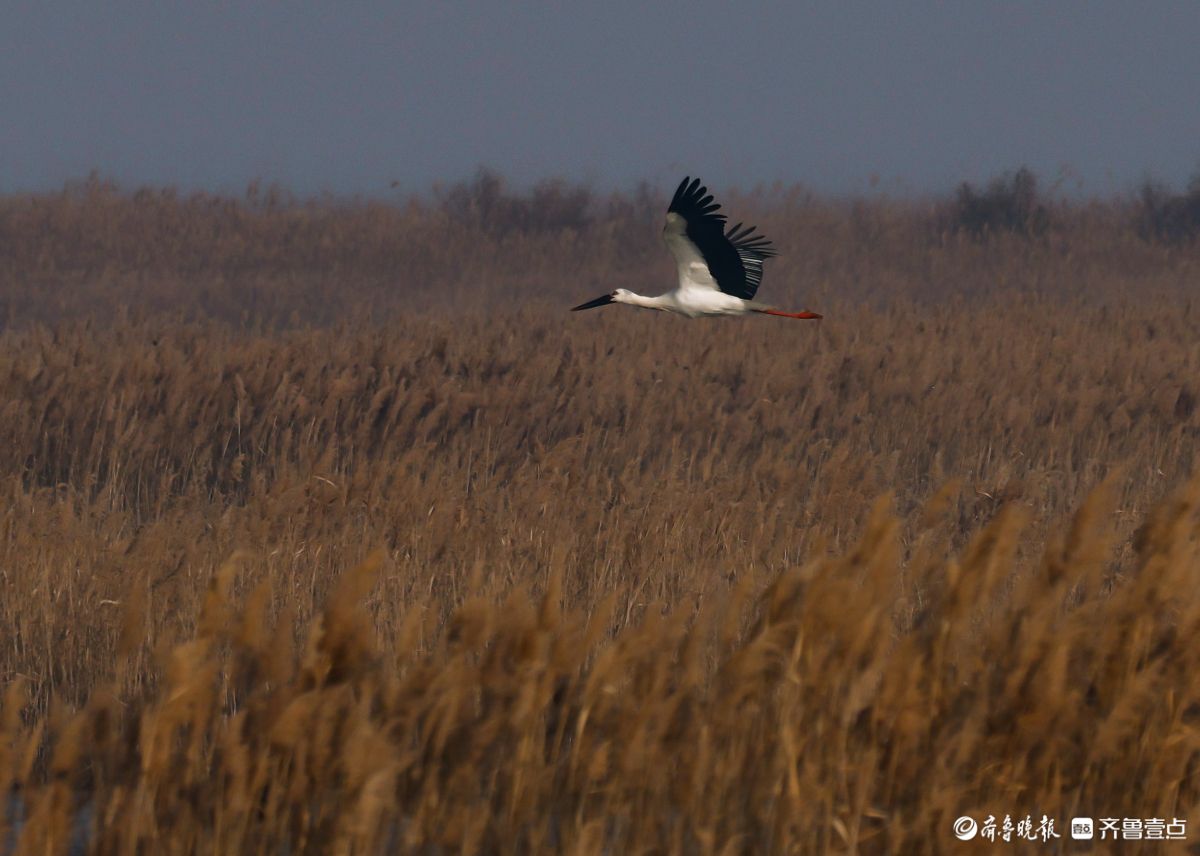 东营黄河入海口湿地，翩翩飞舞的东方白鹳