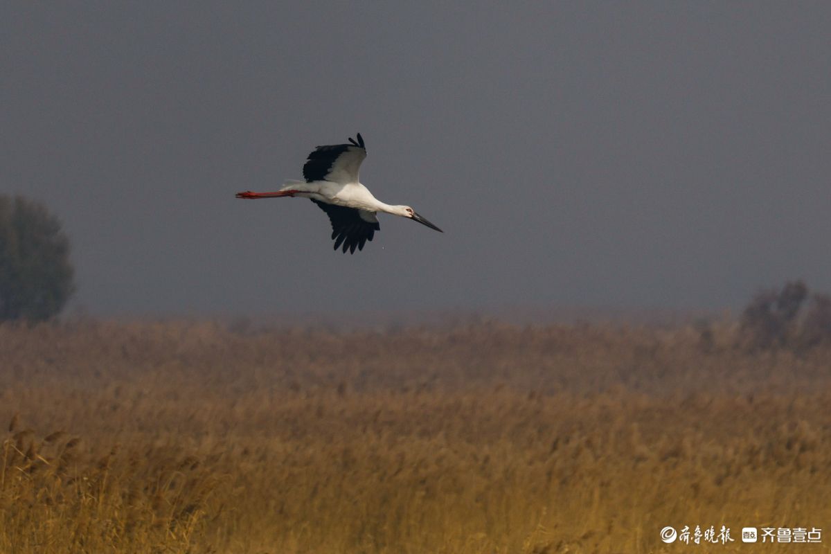 东营黄河入海口湿地，翩翩飞舞的东方白鹳
