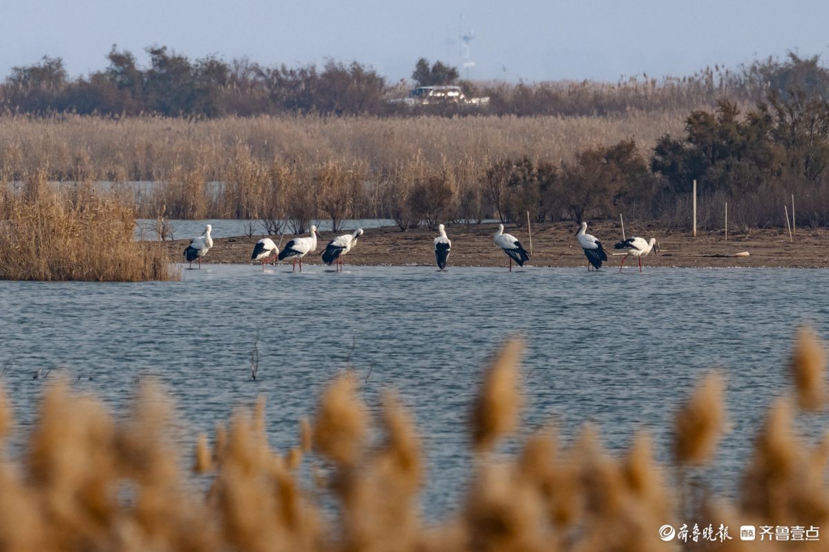 东营黄河入海口湿地，翩翩飞舞的东方白鹳