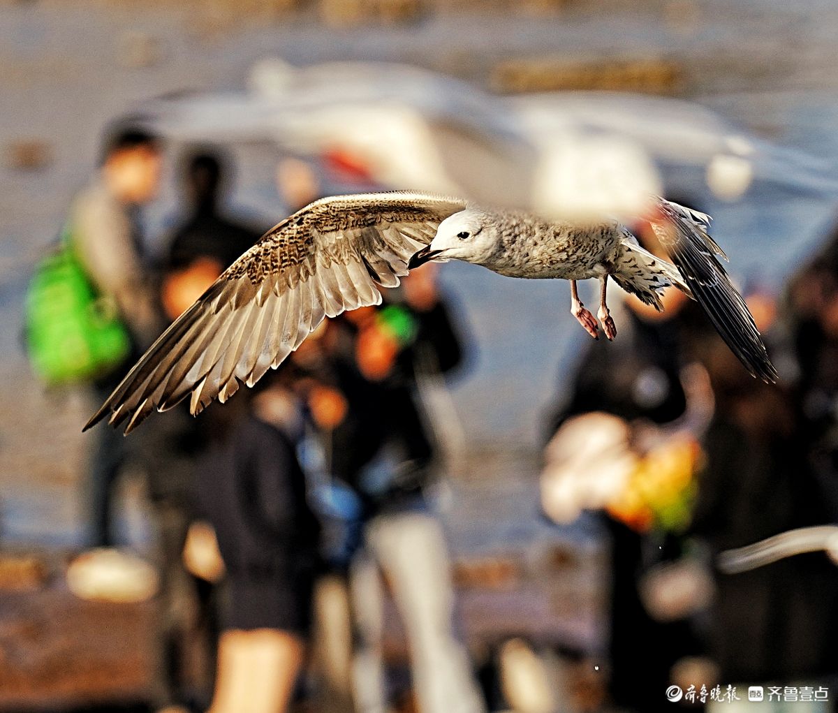 青岛栈桥海面，飞来飞去的海鸥