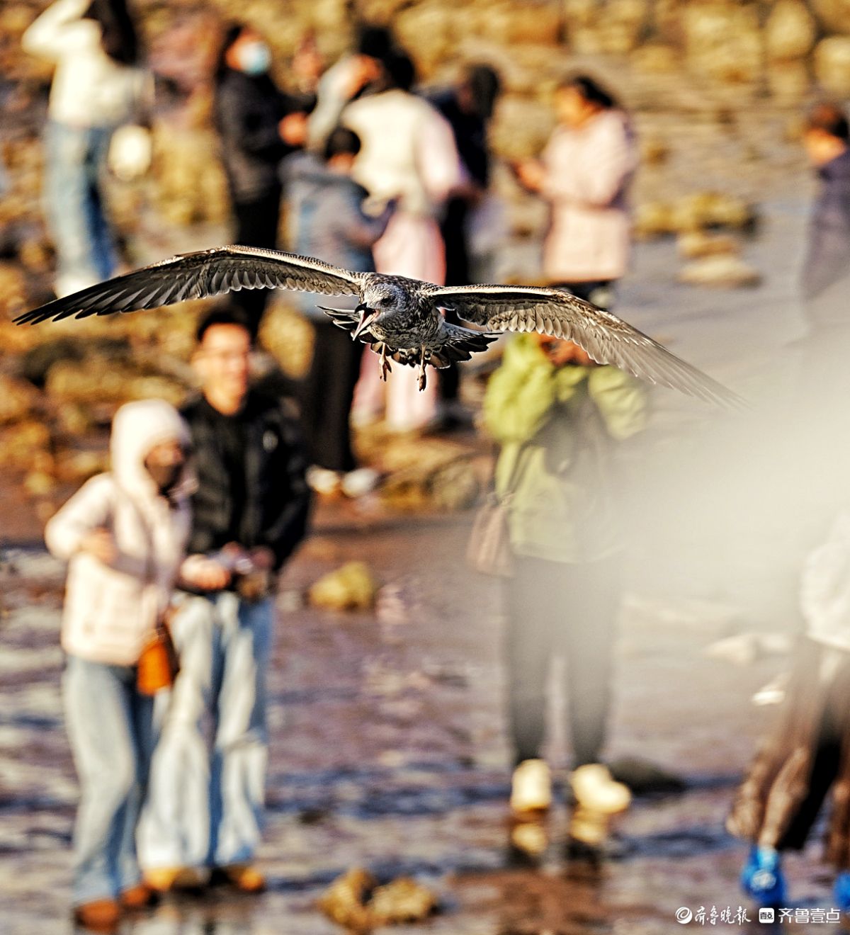 青岛栈桥海面，飞来飞去的海鸥