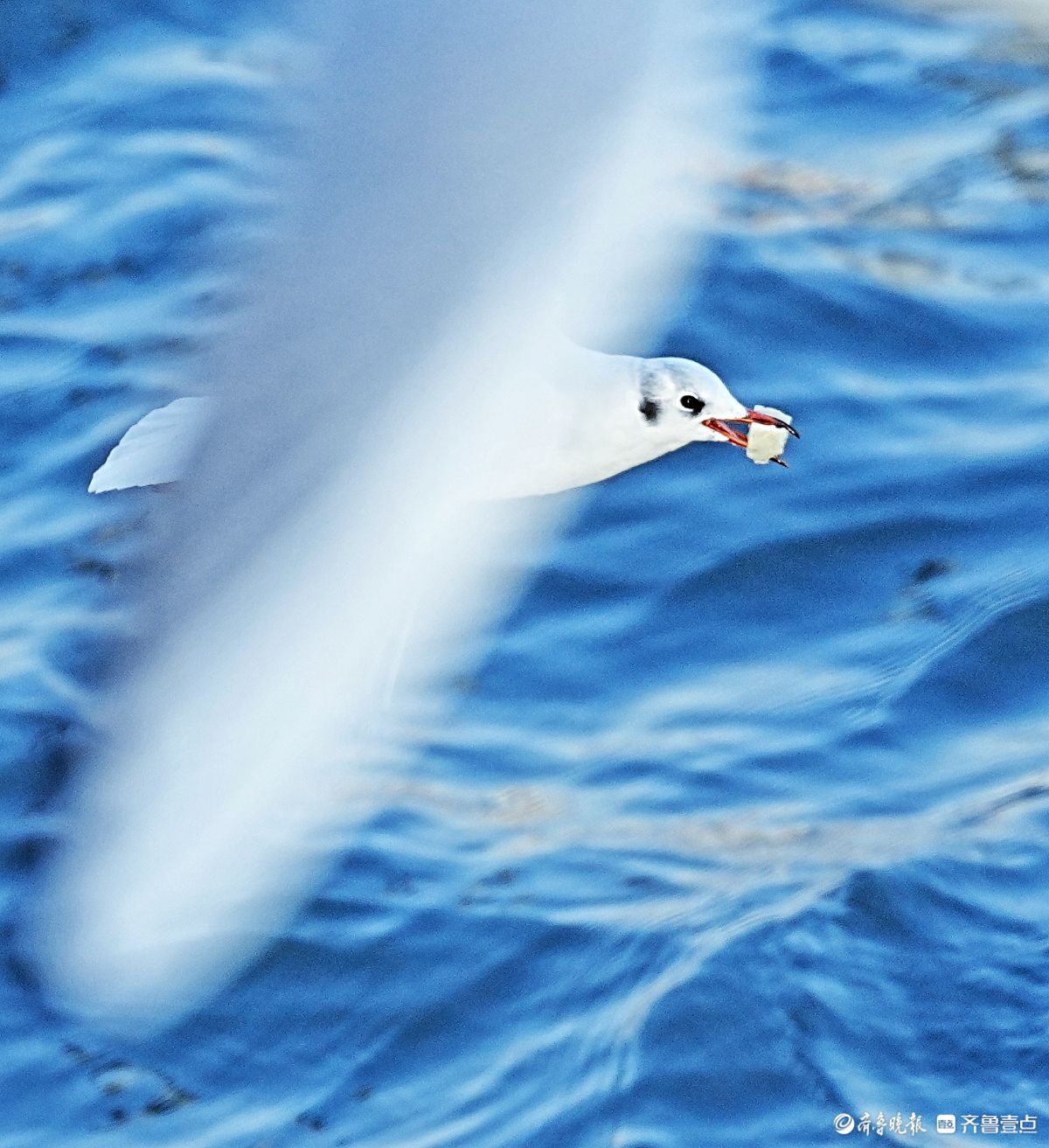 青岛栈桥海面，飞来飞去的海鸥