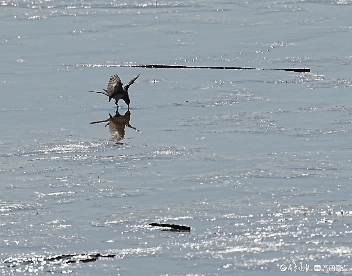 济南鹊山水库沉沙池，觅食的白鹡鸰小鸟儿
