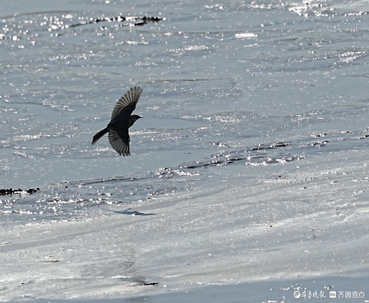 济南鹊山水库沉沙池，觅食的白鹡鸰小鸟儿