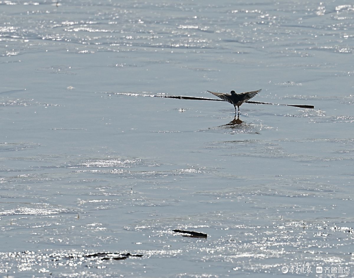 济南鹊山水库沉沙池，觅食的白鹡鸰小鸟儿