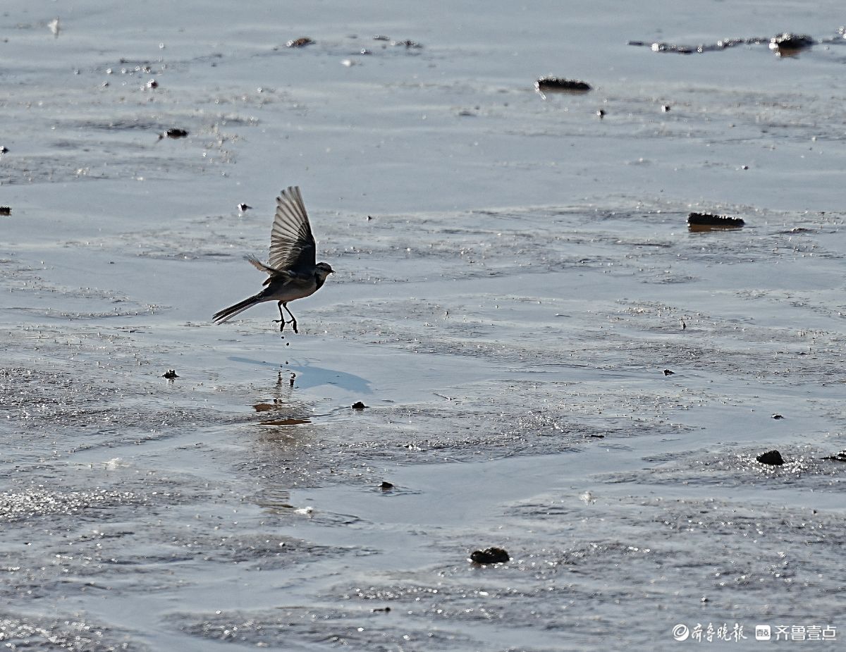 济南鹊山水库沉沙池，觅食的白鹡鸰小鸟儿