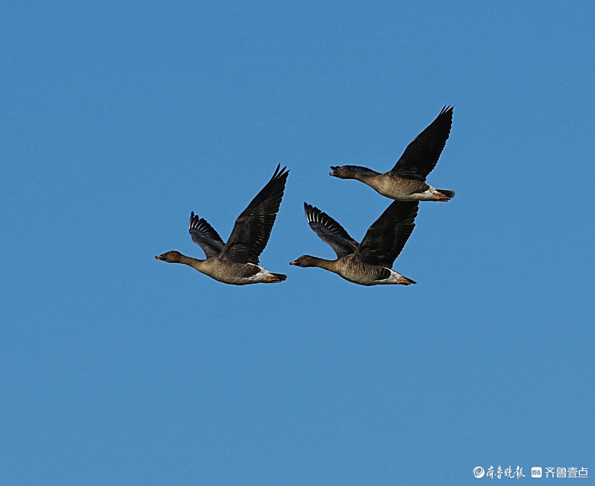 东营黄海生态湿地，飞翔的短嘴豆雁