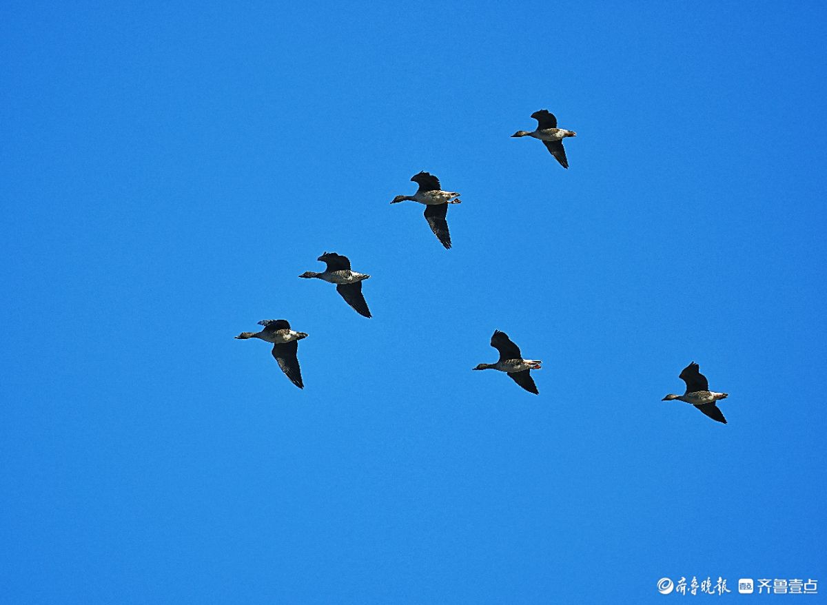 东营黄海生态湿地，飞翔的短嘴豆雁