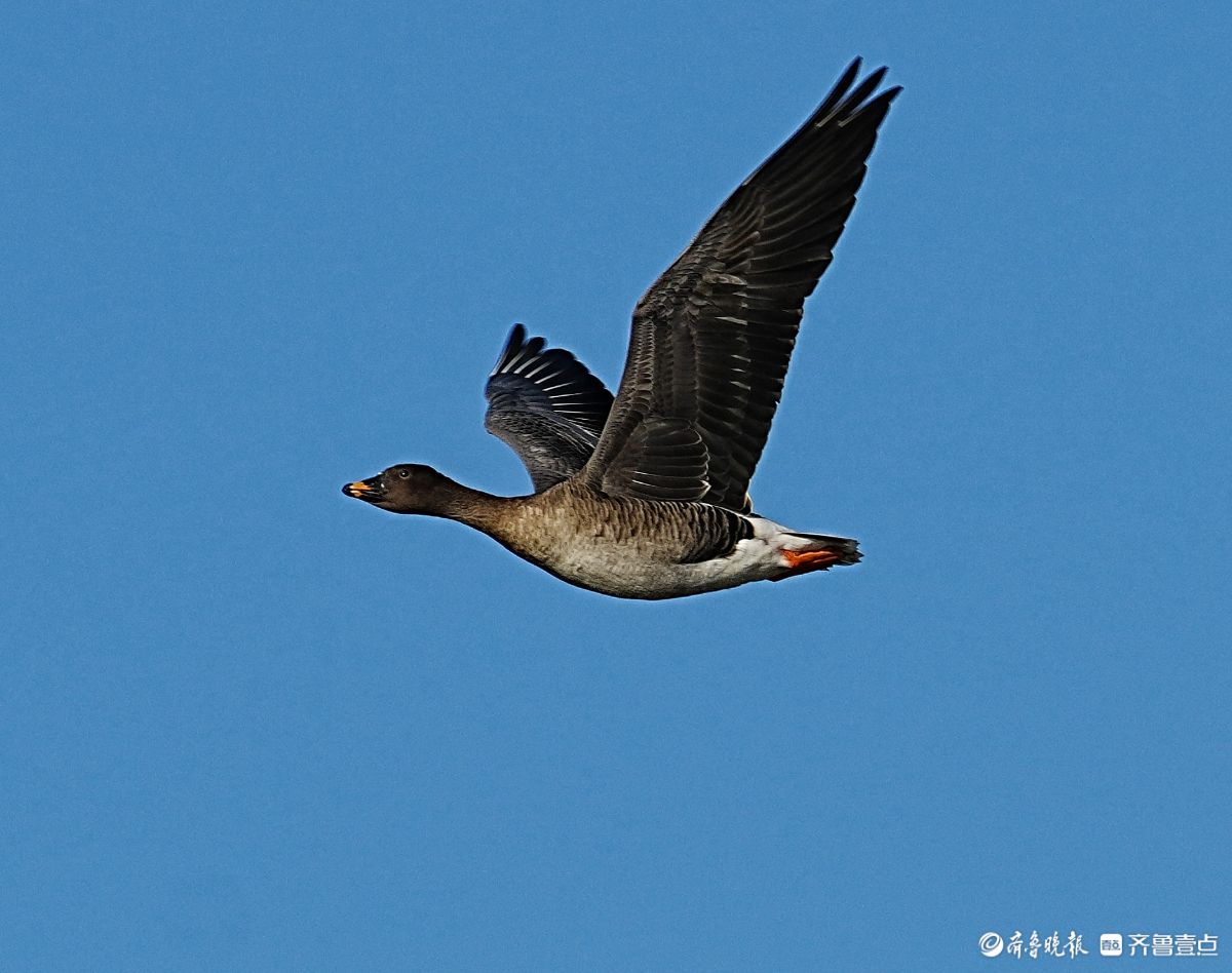 东营黄海生态湿地，飞翔的短嘴豆雁