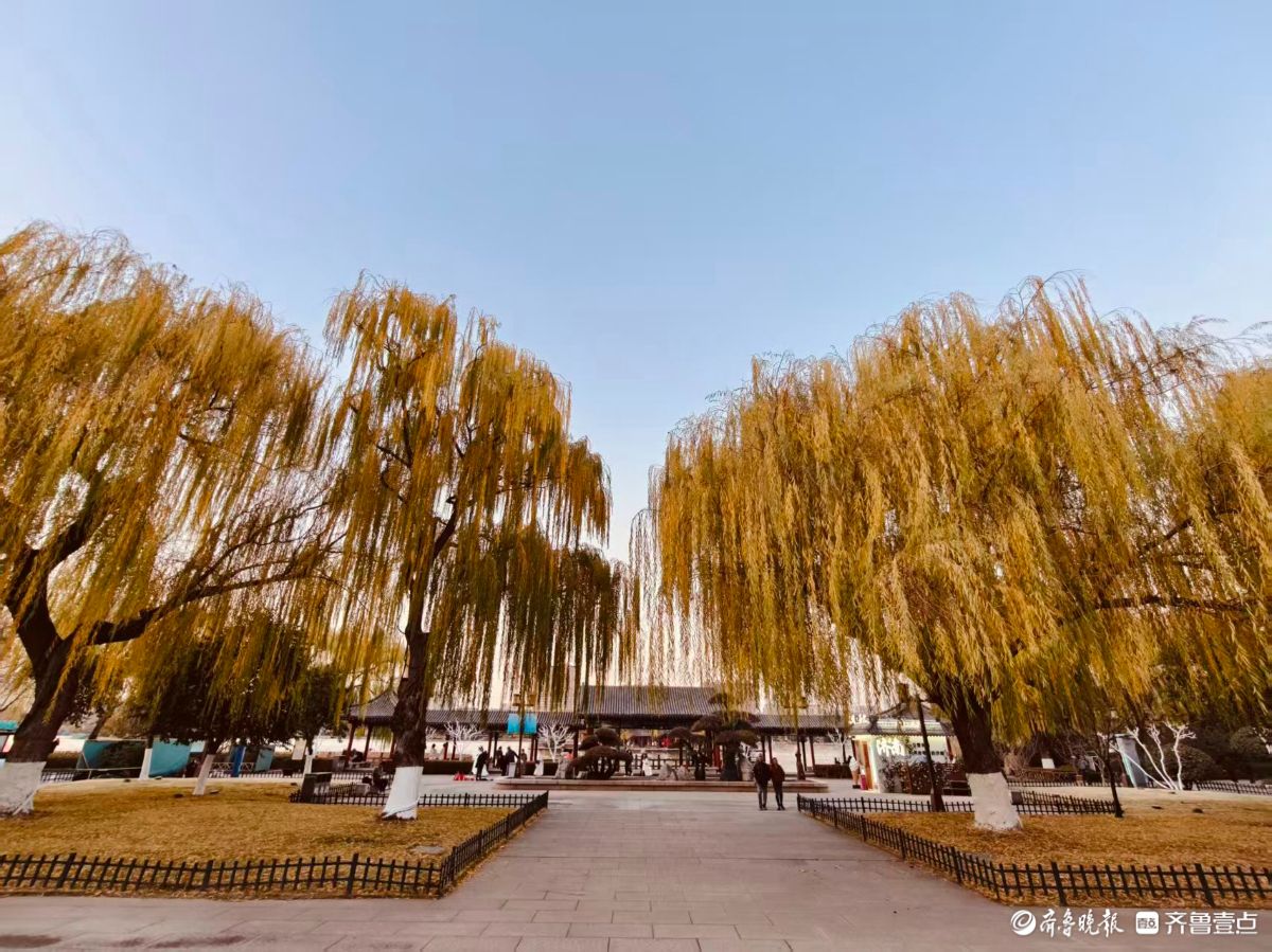 初冬明湖的垂柳