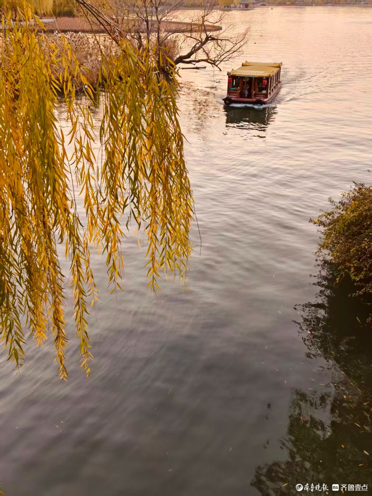 初冬明湖的垂柳