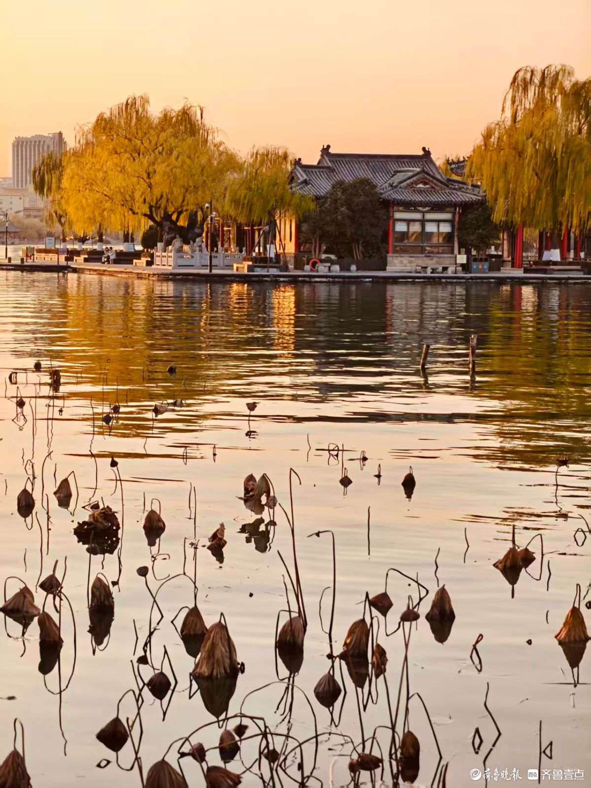 初冬明湖的垂柳