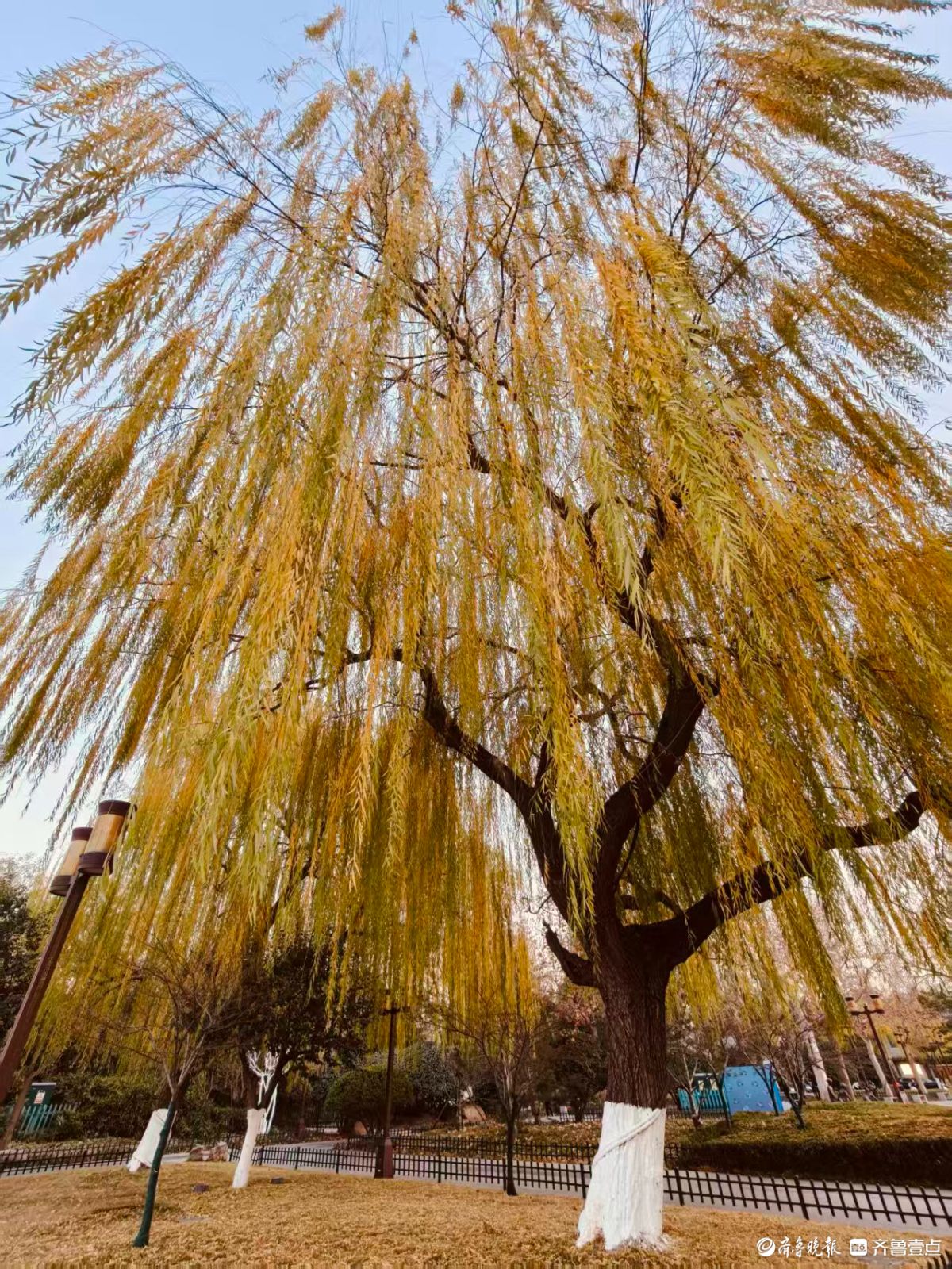 初冬明湖的垂柳