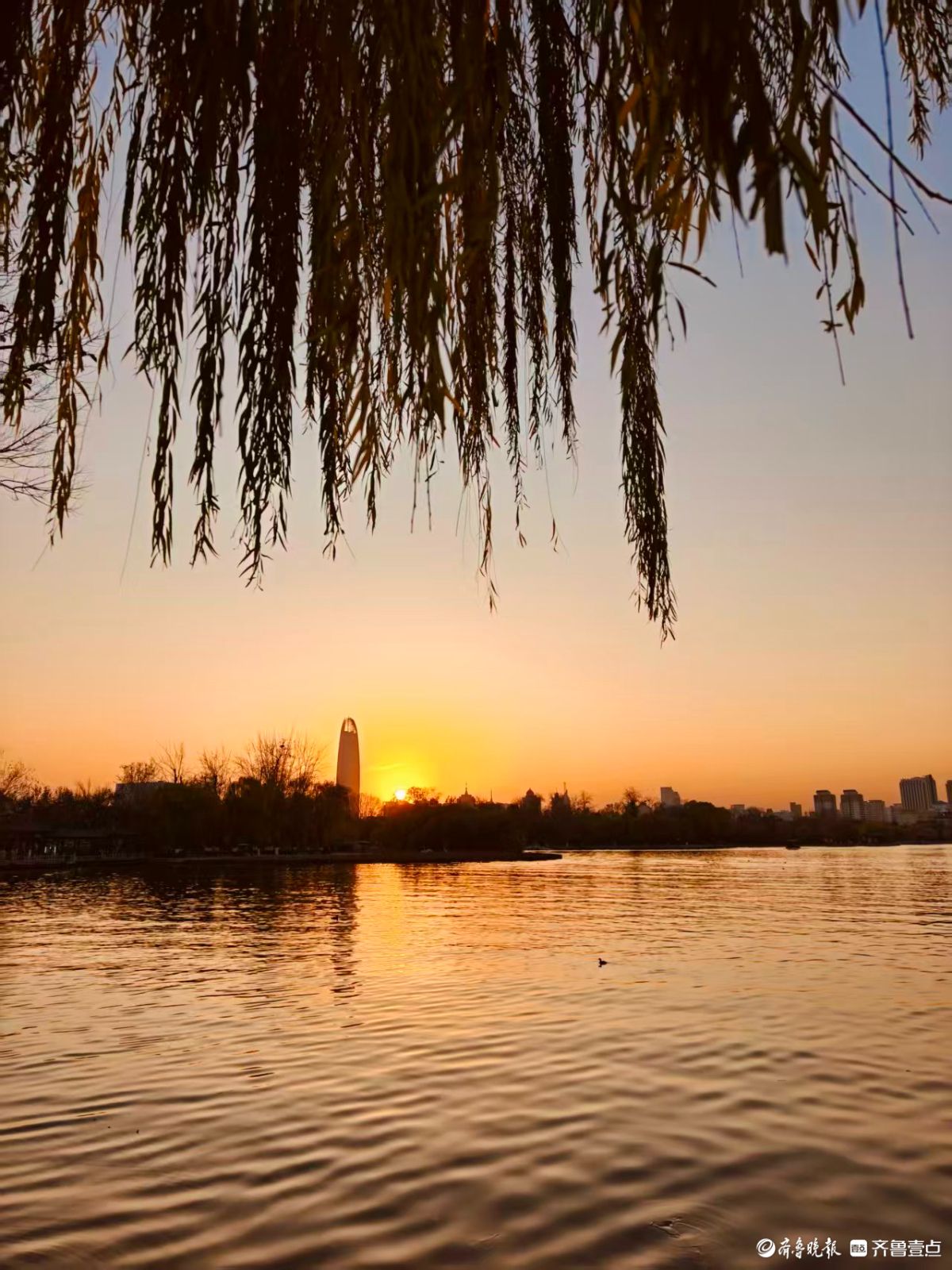 初冬明湖的垂柳