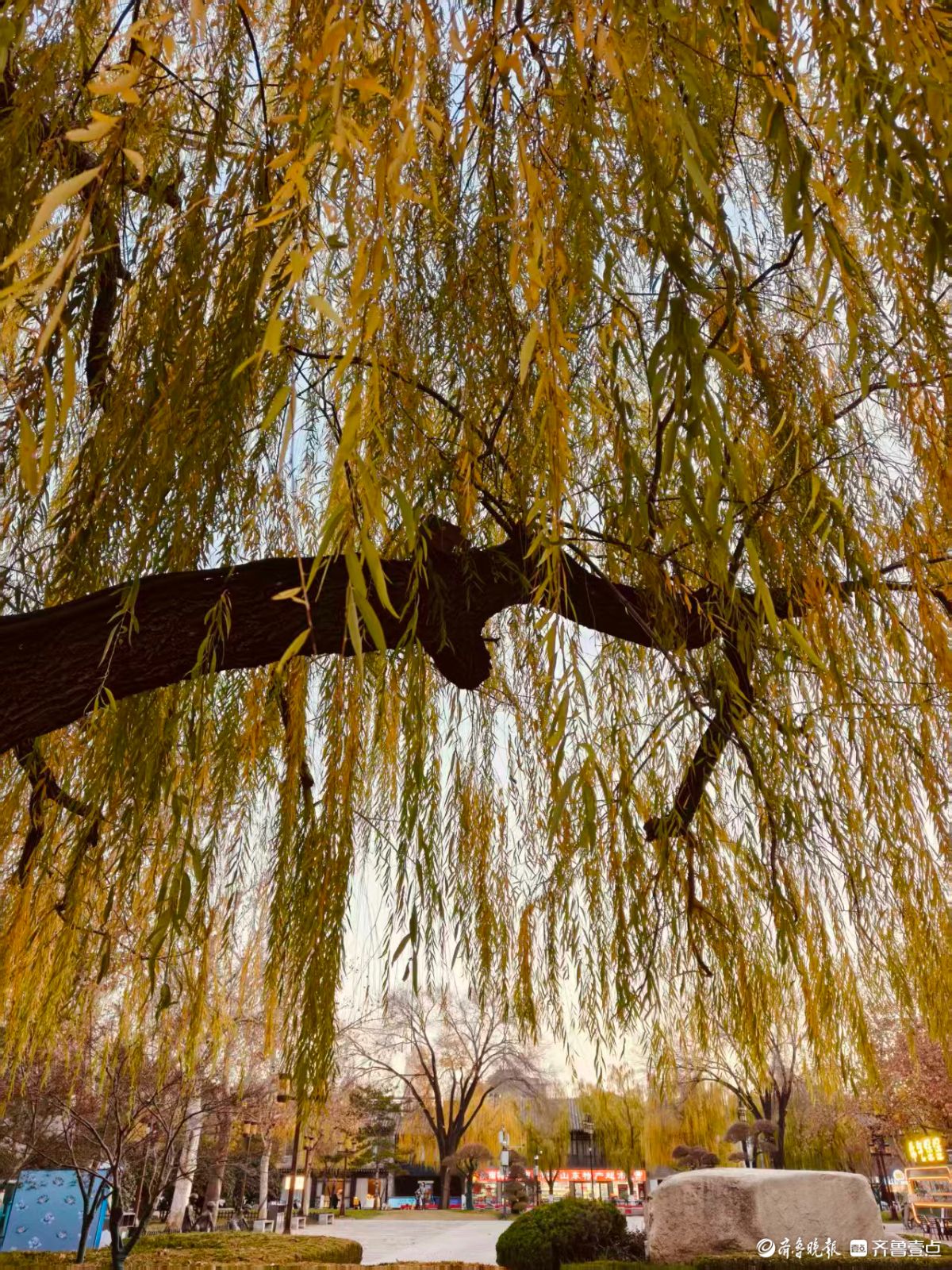 初冬明湖的垂柳