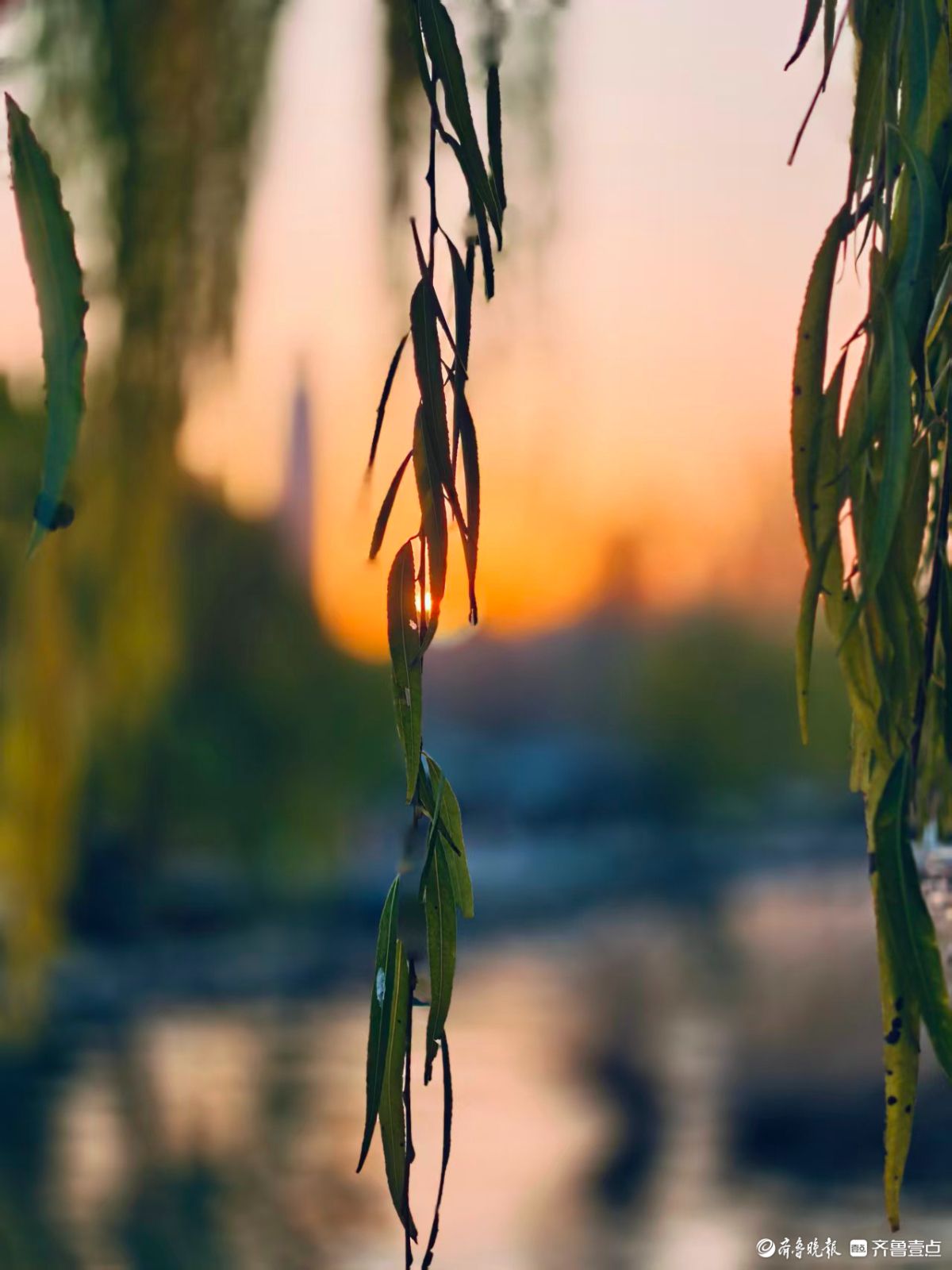 初冬明湖的垂柳