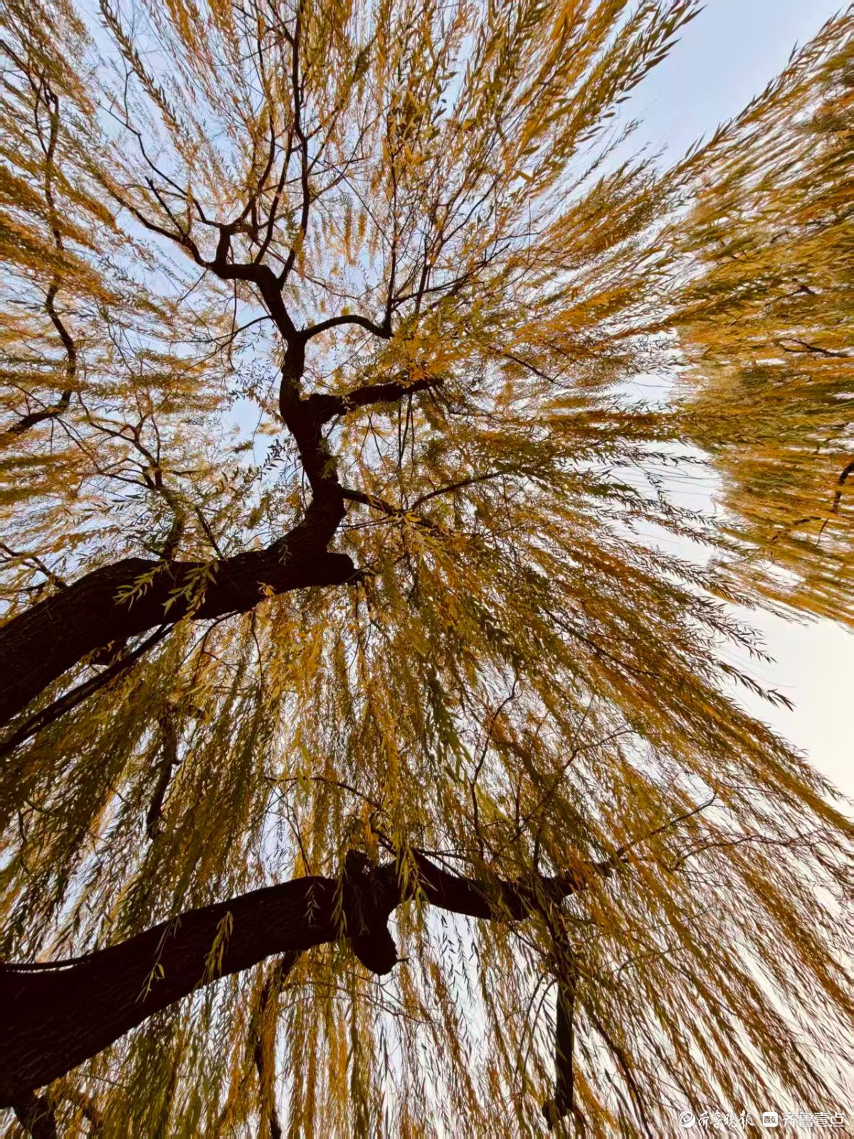 初冬明湖的垂柳