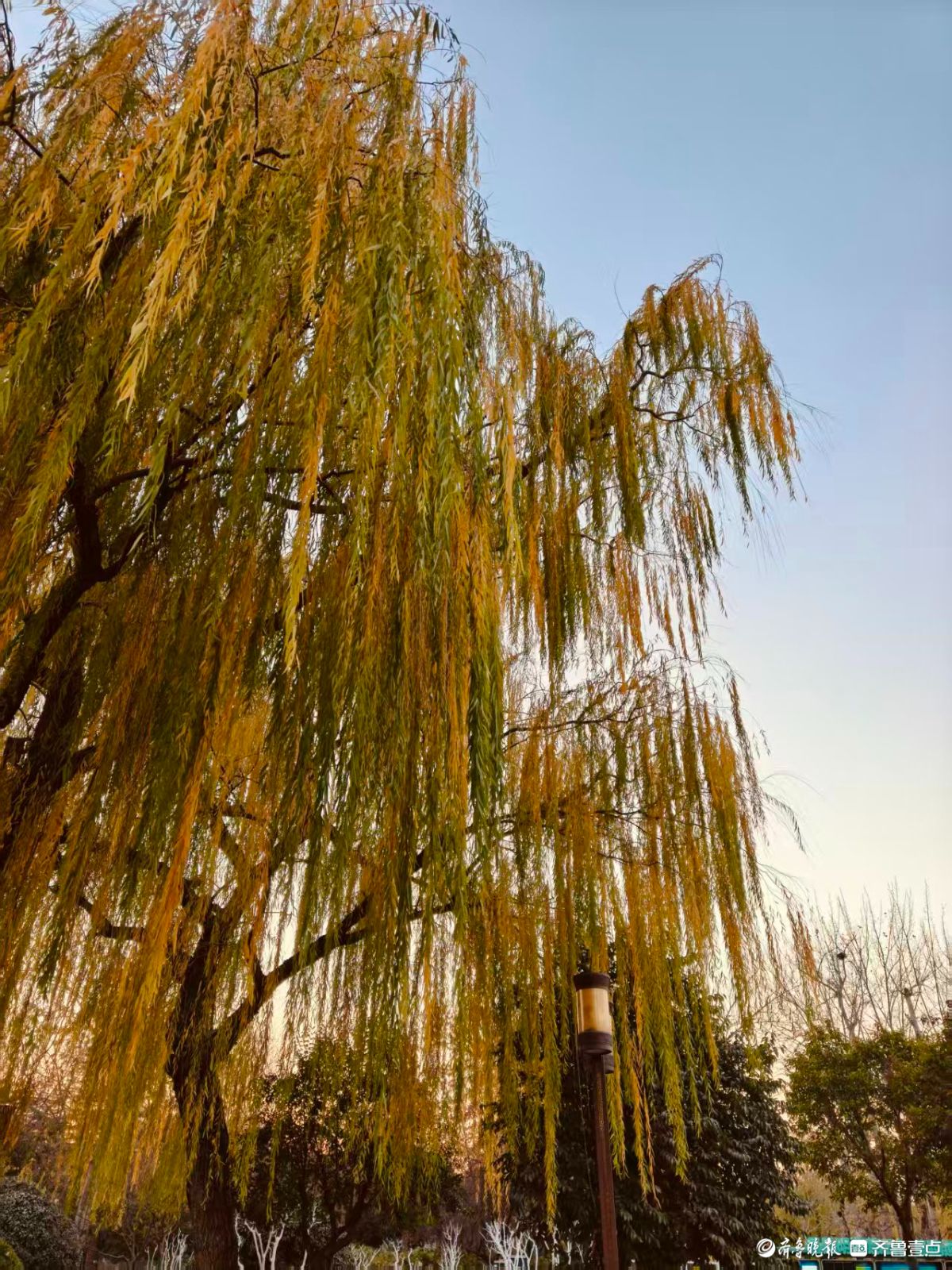 初冬明湖的垂柳