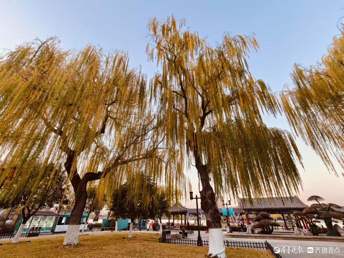 初冬明湖的垂柳