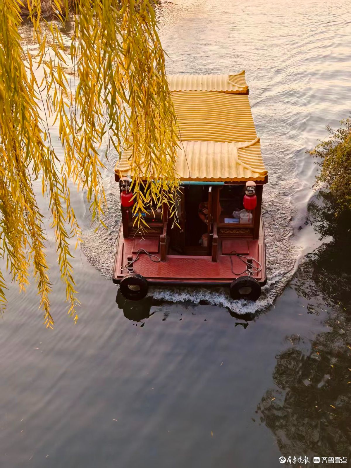 初冬明湖的垂柳