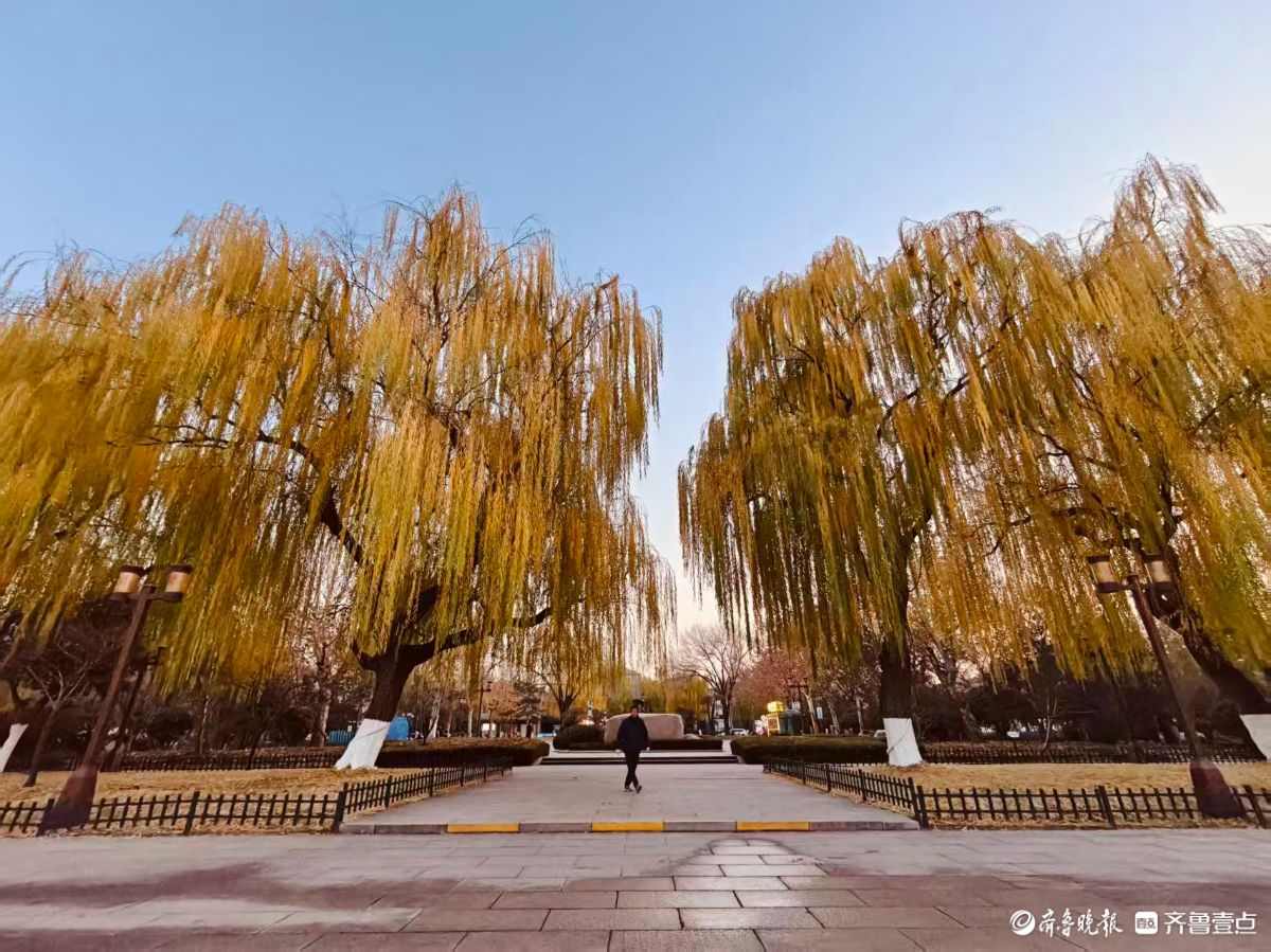 初冬明湖的垂柳