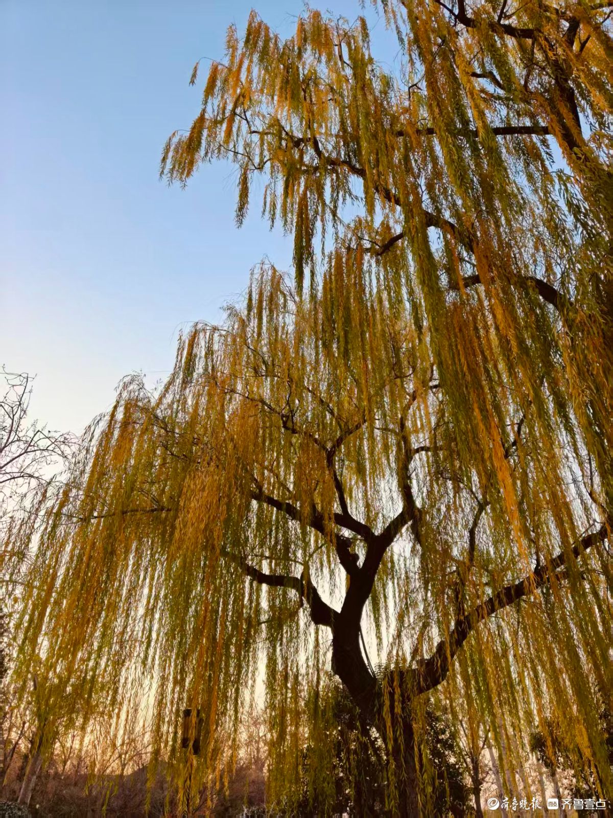 初冬明湖的垂柳