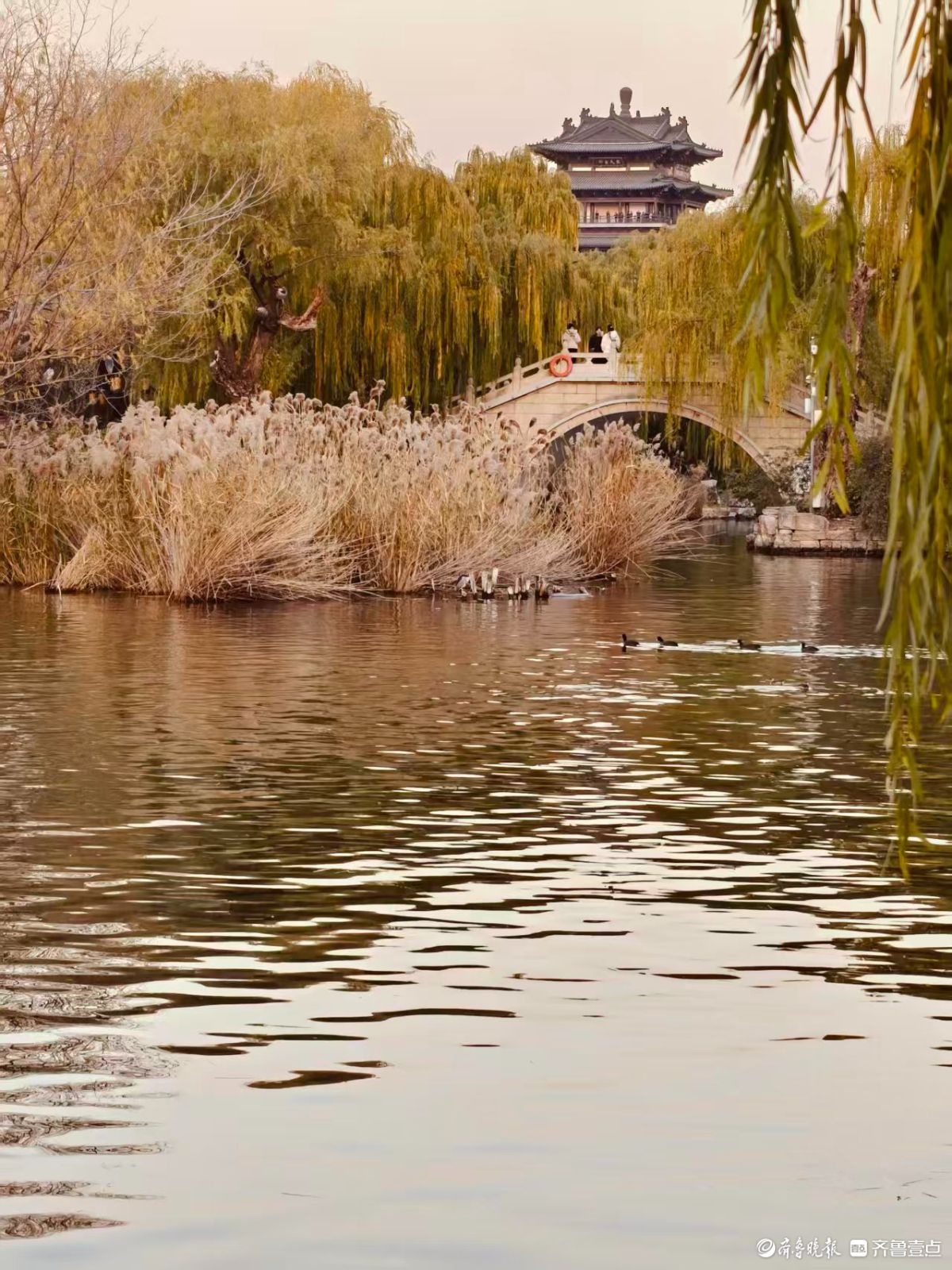 初冬明湖的垂柳