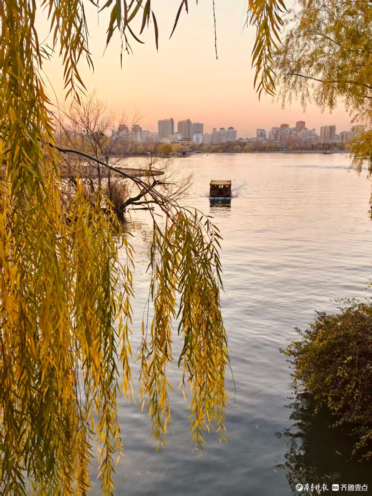 初冬明湖的垂柳