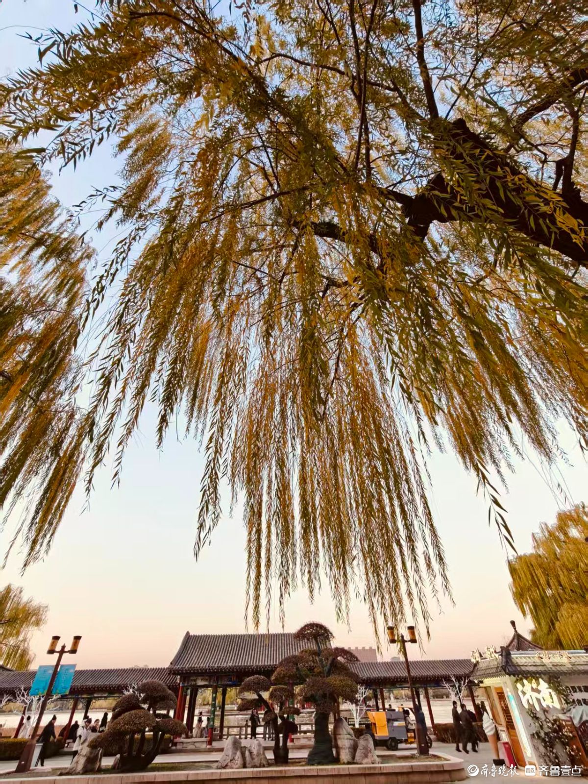 初冬明湖的垂柳