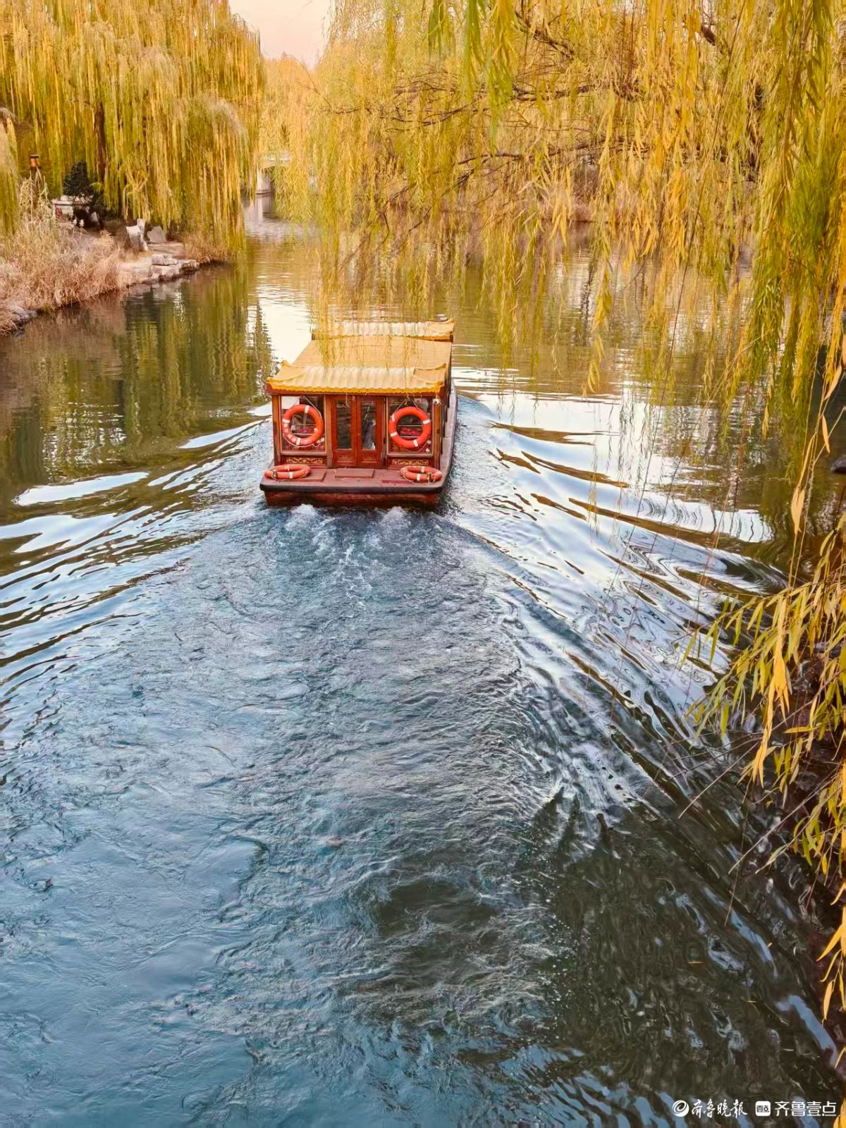 初冬明湖的垂柳