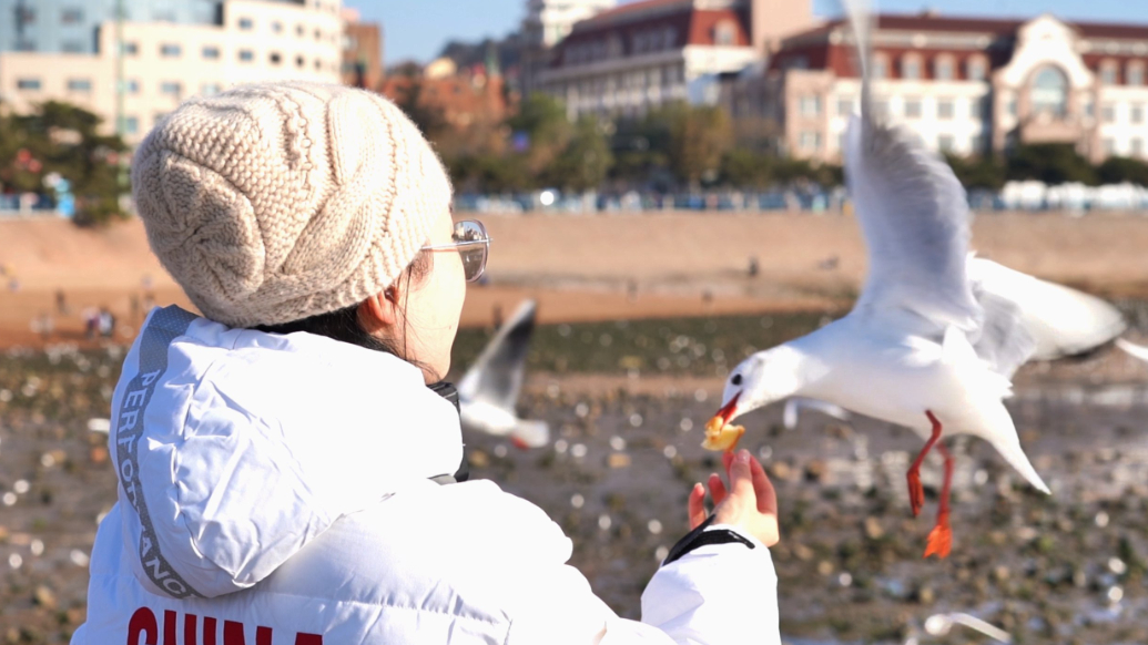 果然视频丨在青岛喂海鸥的N种姿势，一起沉浸式体验