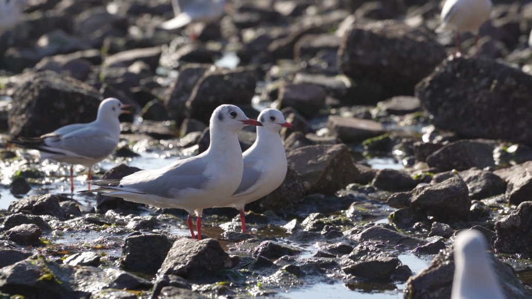 果然视频丨面包、油条、馒头，哪种食物是海鸥的最爱？