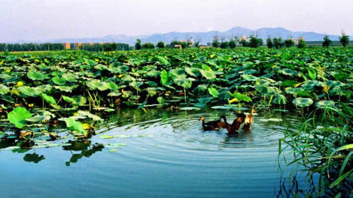 人文齐鲁|北园纪事