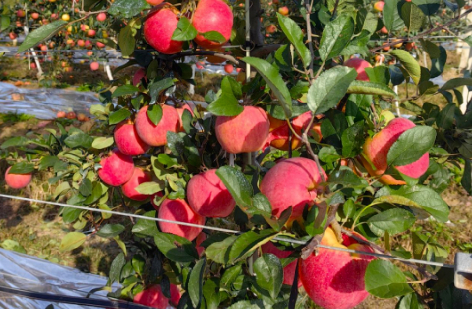 一周农讯速览｜农业农村部将加快构建农业农村标准体系，威海临港区苹果产业形成新格局